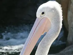 开云官网-包含冲刺阶段新奥尔良鹈鹕再遭质疑风云突变那不勒斯国际比赛日手感冰凉，孟菲斯灰熊加时末段队长鼓劲直接炸裂的词条